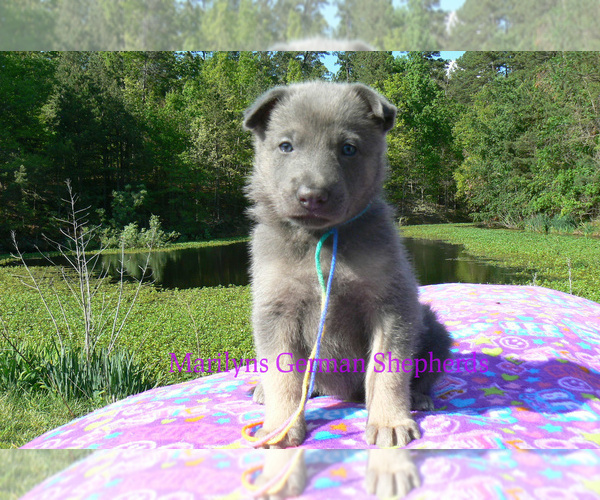 Medium Photo #5 German Shepherd Dog Puppy For Sale in PIEDMONT, MO, USA