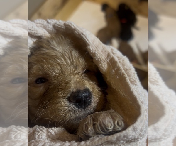 Medium Photo #2 Goldendoodle Puppy For Sale in SEAGROVE, NC, USA