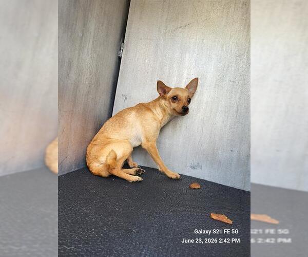 Medium Photo #1 Chihuahua-Unknown Mix Puppy For Sale in San Antonio, TX, USA