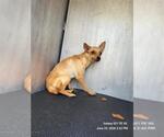 Small Chihuahua Mix
