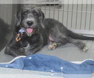 Mutt Dogs for adoption in Orange, CA, USA