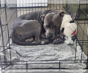 Lou - Male Mutt Dog for Adoption - Photo #2