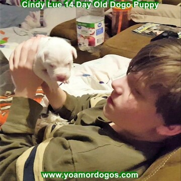 Medium Photo #39 Dogo Argentino Puppy For Sale in PINEVILLE, MO, USA