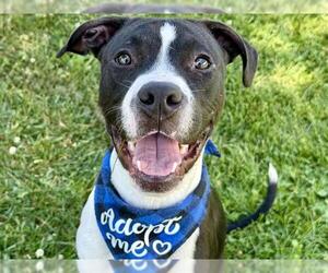 American Pit Bull Terrier Dogs for adoption in Pueblo, CO, USA