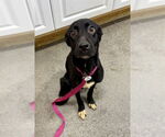 Small Labrador Retriever Mix