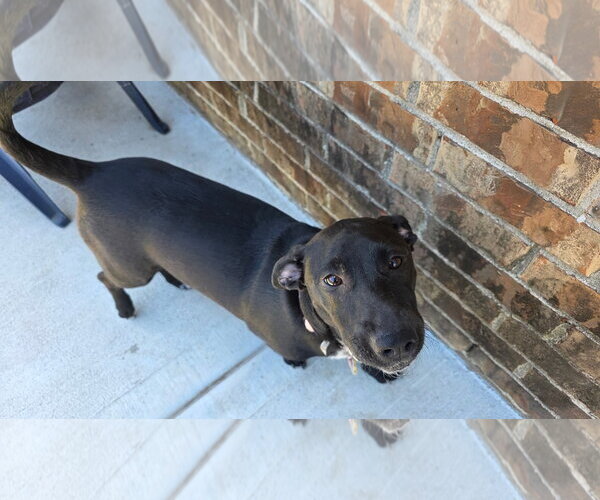 Medium Photo #2 Dachsador Puppy For Sale in Missouri City, TX, USA