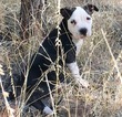 Small Photo #5 American Pit Bull Terrier Puppy For Sale in WILLIAMS, AZ, USA