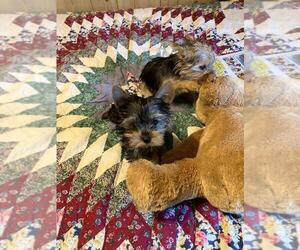 Yorkshire Terrier Puppy for sale in SALUDA, SC, USA