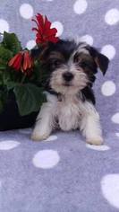 Yorkshire Terrier Puppy for sale in LANCASTER, PA, USA