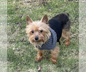 Mutt Dogs for adoption in Rochester, NY, USA