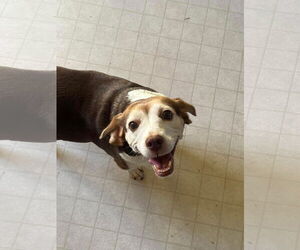 Rosette - Female Beagle-Unknown Mix Dog for Adoption - Photo #6