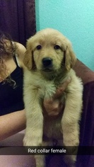 Golden Retriever Puppy for sale in CARBONDALE, PA, USA