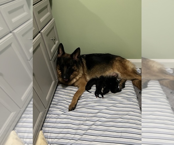 Medium Photo #6 German Shepherd Dog Puppy For Sale in HANSON, KY, USA