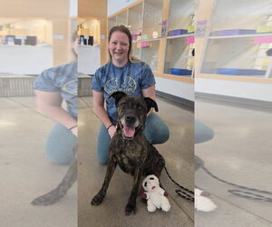 Mutt Dogs for adoption in Williamsburg, IA, USA