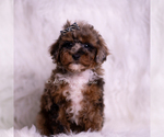 Small #1 Poodle (Toy)
