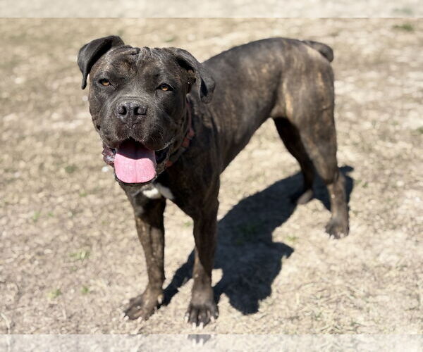 Medium Photo #5 Mastiff-Unknown Mix Puppy For Sale in Virginia Beach, VA, USA