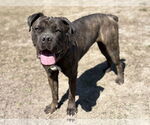Small #4 Mastiff Mix