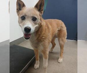 Texas Heeler-Unknown Mix Dogs for adoption in HESPERIA, CA, USA