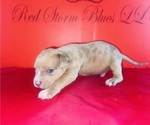 Small #1 American Bully