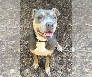 Mandy - Female American Pit Bull Terrier Dog for Adoption - Photo #2