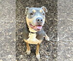 Small #1 American Pit Bull Terrier