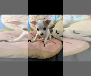 Chihuahua Puppy for Sale in SHERMAN, Texas USA