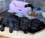 Small Photo #35 Cane Corso Puppy For Sale in LIVERMORE, CA, USA