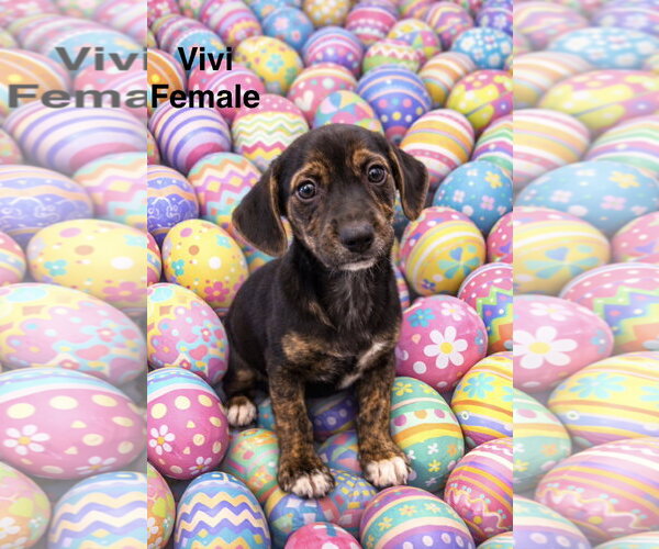 Medium Photo #1 Chiweenie Puppy For Sale in Jackson Township, NJ, USA