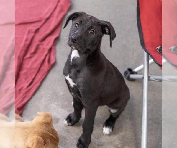 Medium Photo #8 Colonial Cocker Spaniel-Unknown Mix Puppy For Sale in San Diego, CA, USA