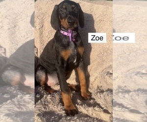 Doberman Pinscher Puppy for Sale in POMEROY, Ohio USA