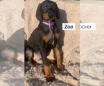 Small Doberman Pinscher