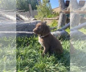 Dalmadoodle Puppy for sale in ONTARIO, CA, USA