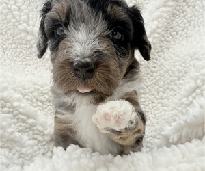 Medium Aussie-Poo-Bernedoodle Mix