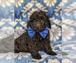 Small Photo #2 Poodle (Miniature) Puppy For Sale in KIRKWOOD, PA, USA