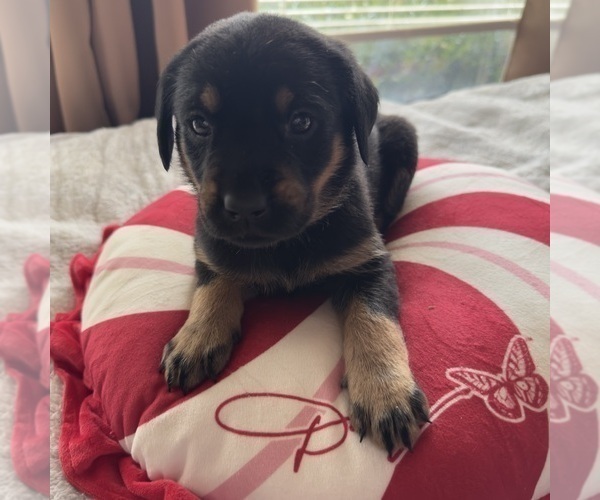 Medium Photo #3 Labrador Retriever Puppy For Sale in ELIZABETH, WV, USA