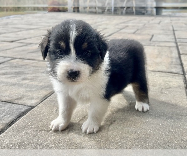 Medium Photo #11 Australian Shepherd Puppy For Sale in LODA, IL, USA