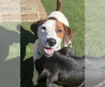Small Photo #6 Parson Russell Terrier-Unknown Mix Puppy For Sale in Decatur, GA, USA