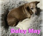 Small Photo #30 Dachshund Puppy For Sale in San Antonio, TX, USA