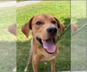 Mutt Dogs for adoption in Candler, NC, USA