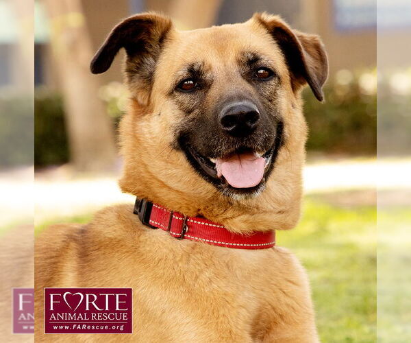 Medium Photo #5 Labrador Retriever-Unknown Mix Puppy For Sale in Marina del Rey, CA, USA