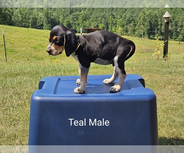 Medium Photo #3 Bluetick Coonhound-Treeing Walker Coonhound Mix Puppy For Sale in WESTMINSTER, SC, USA