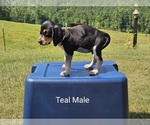 Small Photo #3 Bluetick Coonhound-Treeing Walker Coonhound Mix Puppy For Sale in WESTMINSTER, SC, USA
