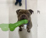 Small #1 American Pit Bull Terrier