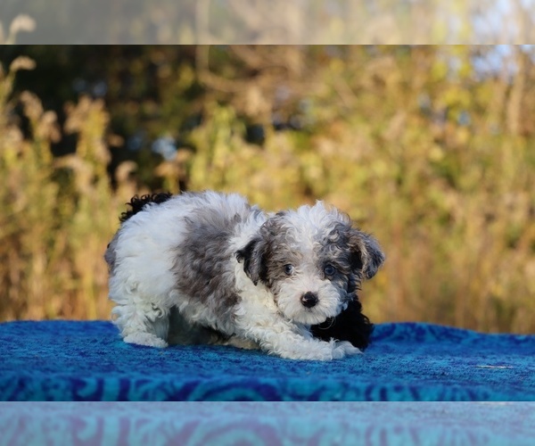 Medium Photo #10 Goldendoodle (Miniature) Puppy For Sale in DYERSBURG, TN, USA