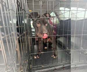 Foster - Male Mutt Dog for Adoption - Photo #3