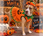 Macy May - Female American Staffordshire Terrier-Unknown Mix Dog for Adoption - Small photo