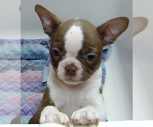 Boston Terrier Puppy for sale in BENEDICT, KS, USA
