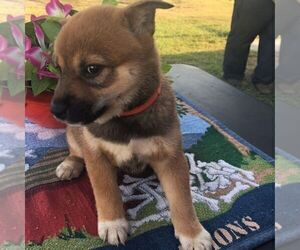 Shiba Inu Puppy for sale in INALA, OK, USA