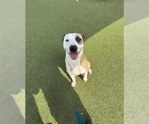 American Pit Bull Terrier-Labrador Retriever Mix Dogs for adoption in Pasadena, TX, USA