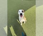 Small American Pit Bull Terrier-Labrador Retriever Mix
